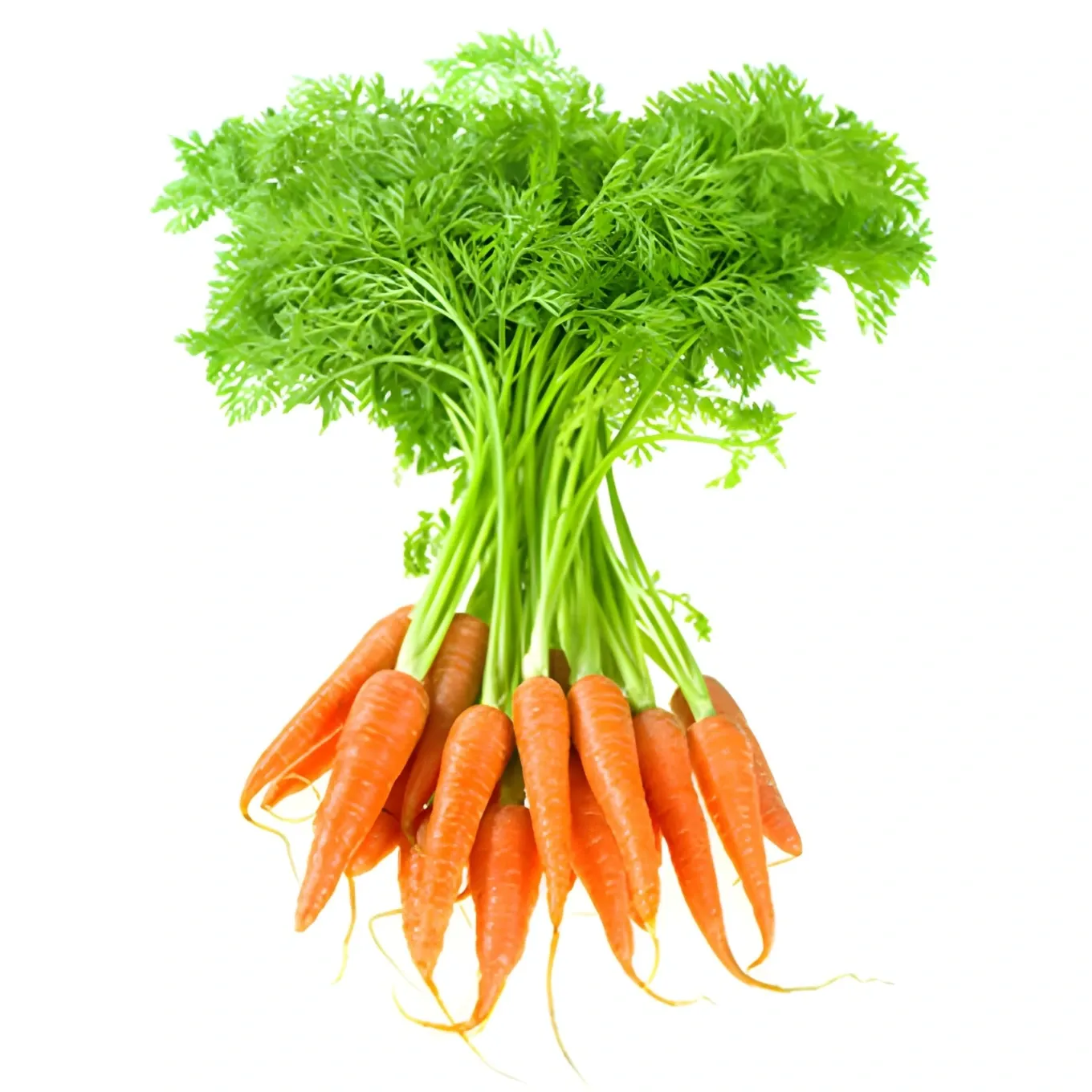 Carottes avec fanes