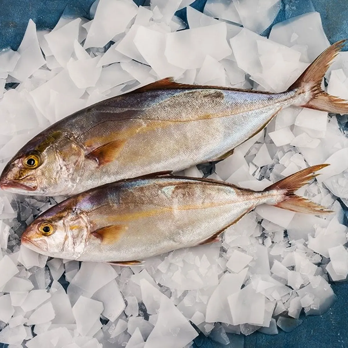 Sériole - Bichilimouni