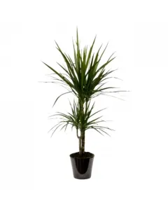 Plante Dracaena marginata magenta 130 cm