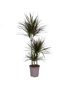 Plante Dracaena marginata magenta 125 cm