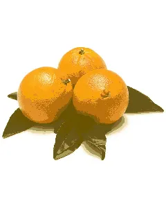 Orange Navel "AA"