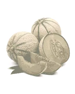 Melon Cantaloupa