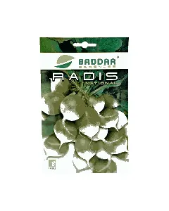 Radis rond écarlate